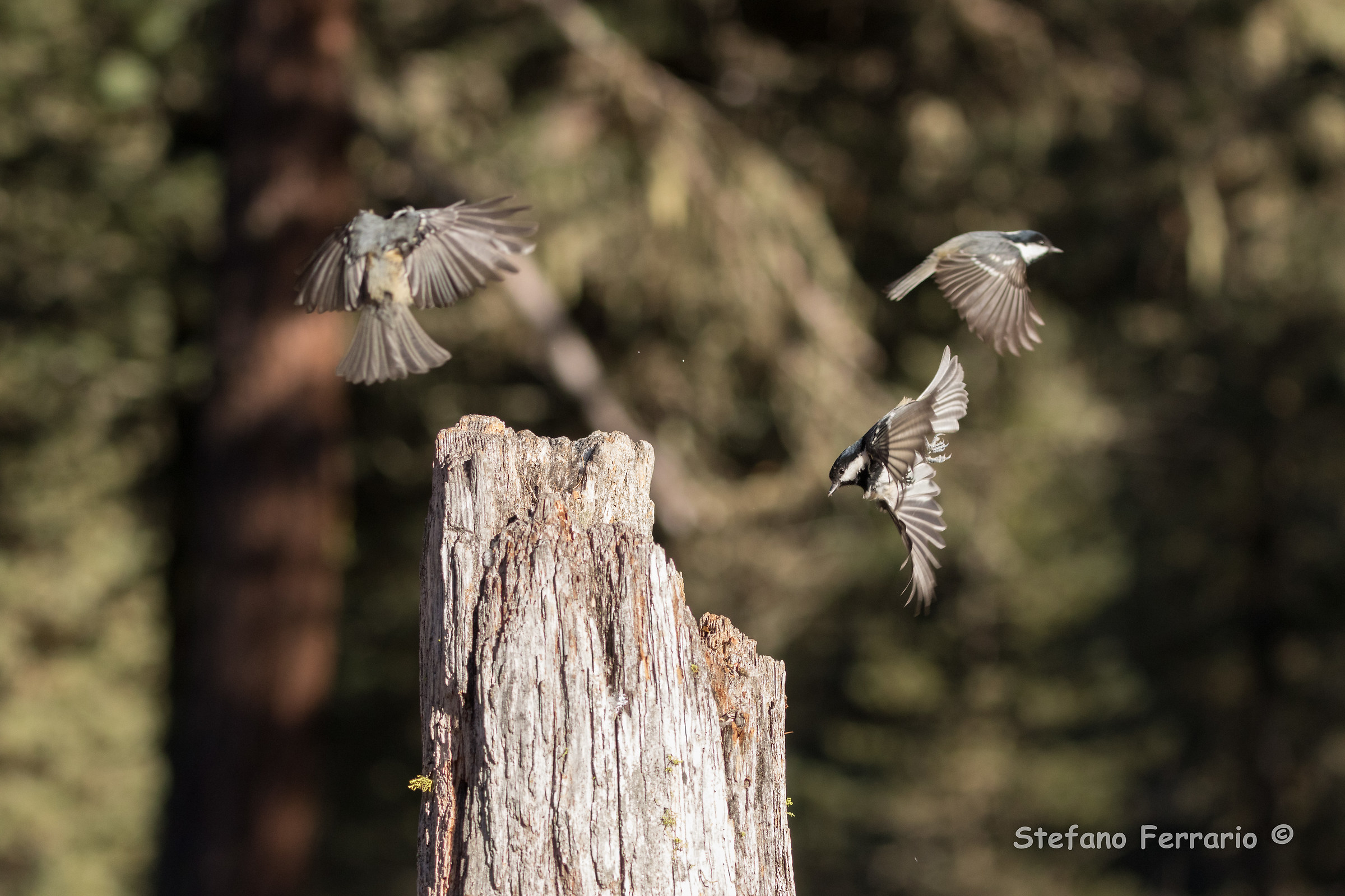 Cince more in dicembre