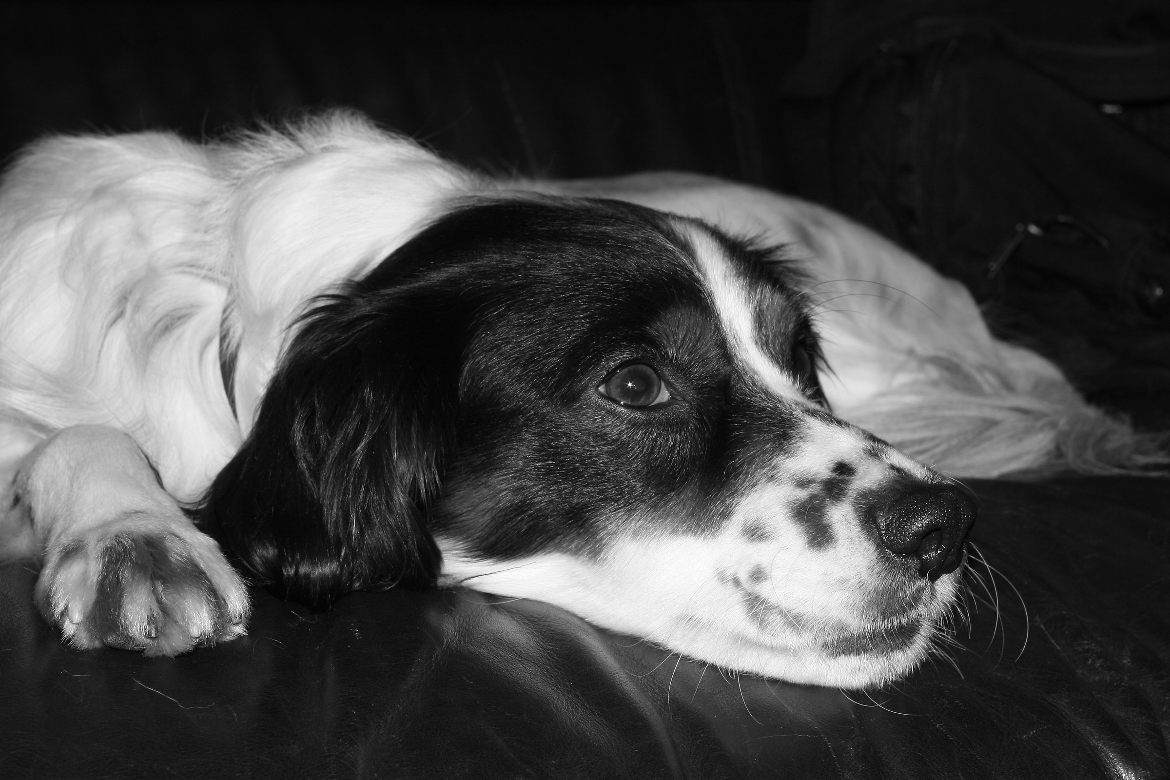 Scooby (il mio cane)