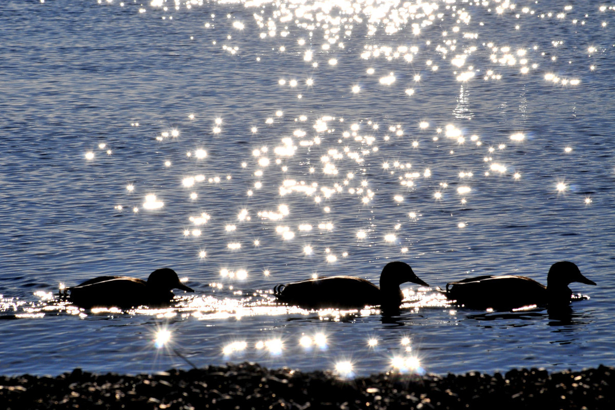 Luci, ombre....in fila per tre.