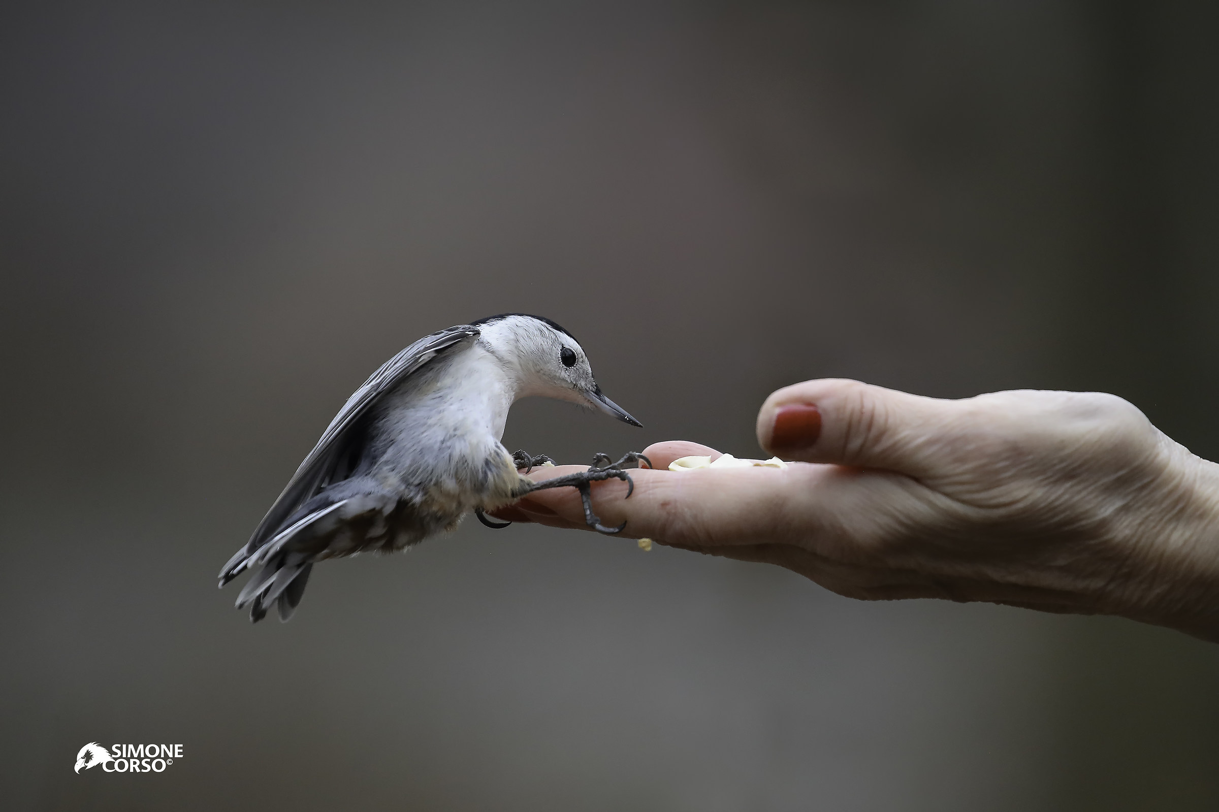 La grazia e la dolcezza