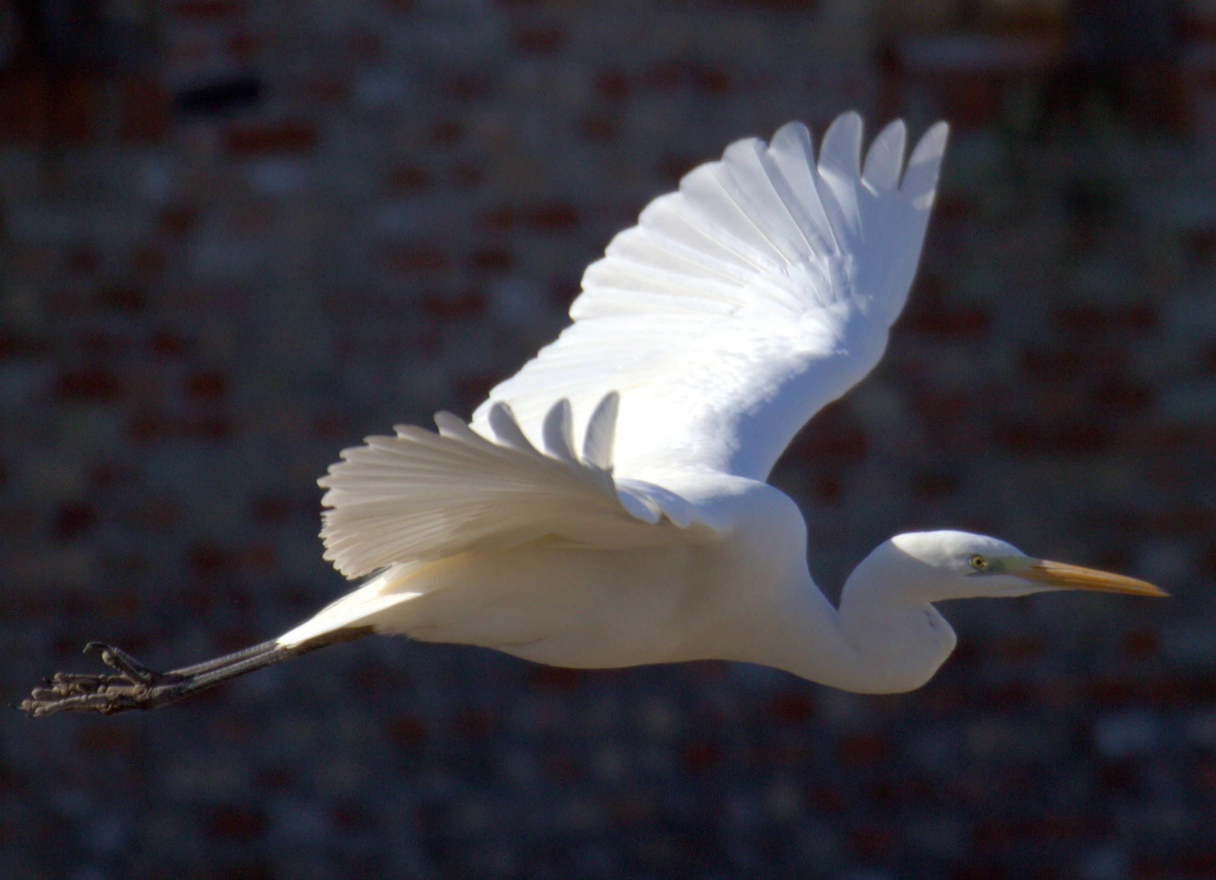 airone bianco maggiore