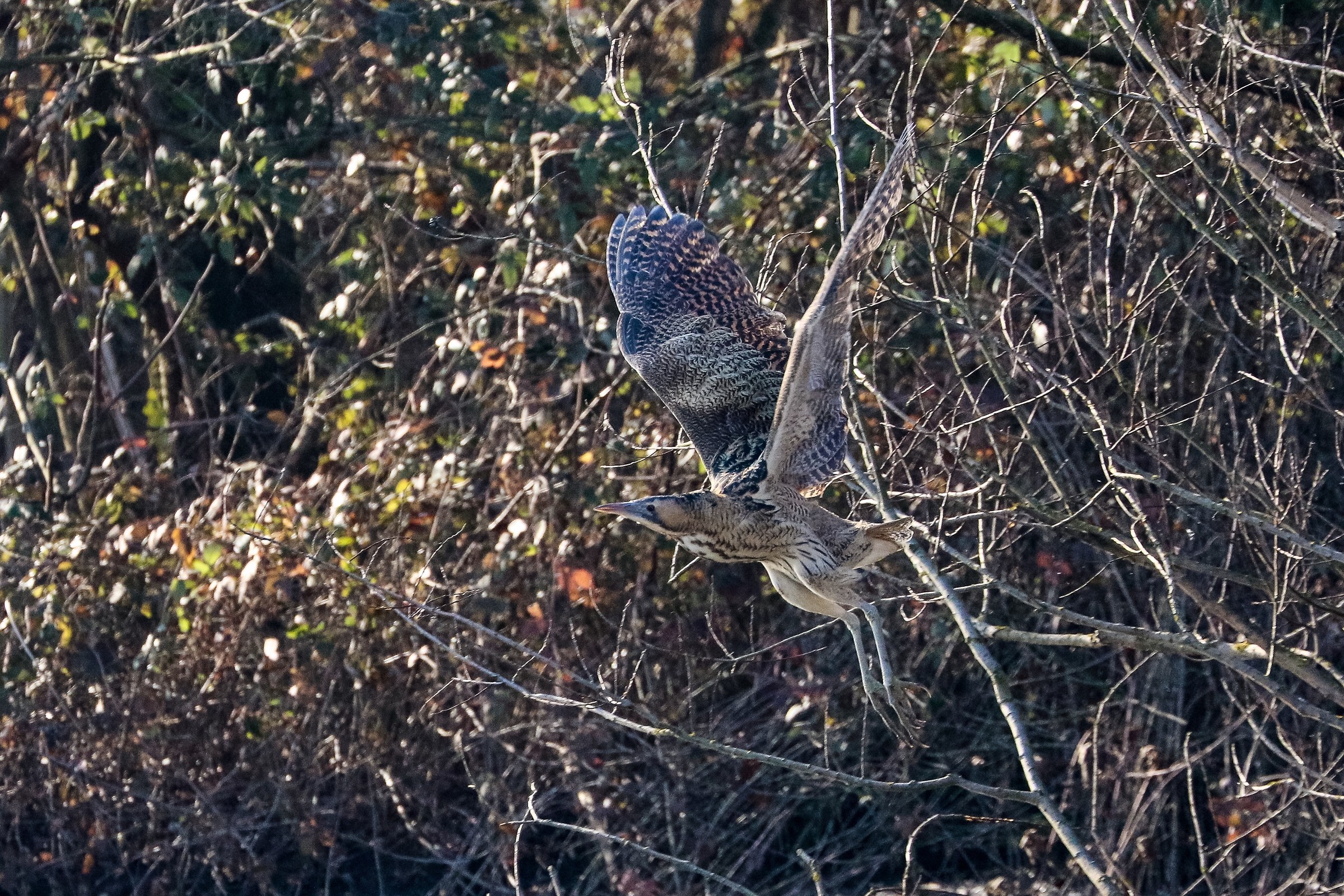 Bittern taking off