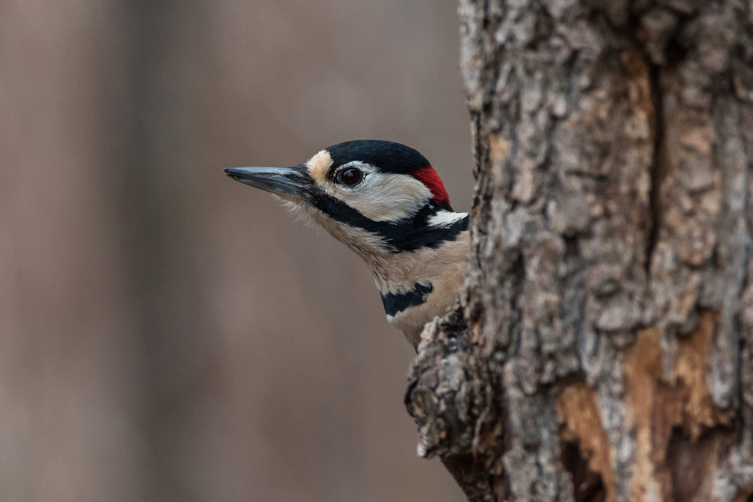 Picchio Rosso Maggiore - Cronovilla