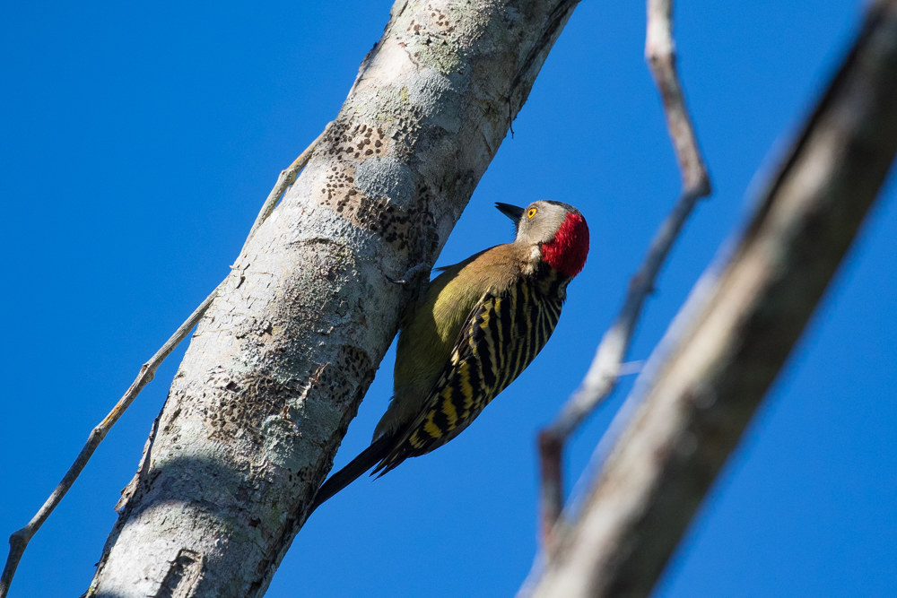 Woodpecker hispaniola