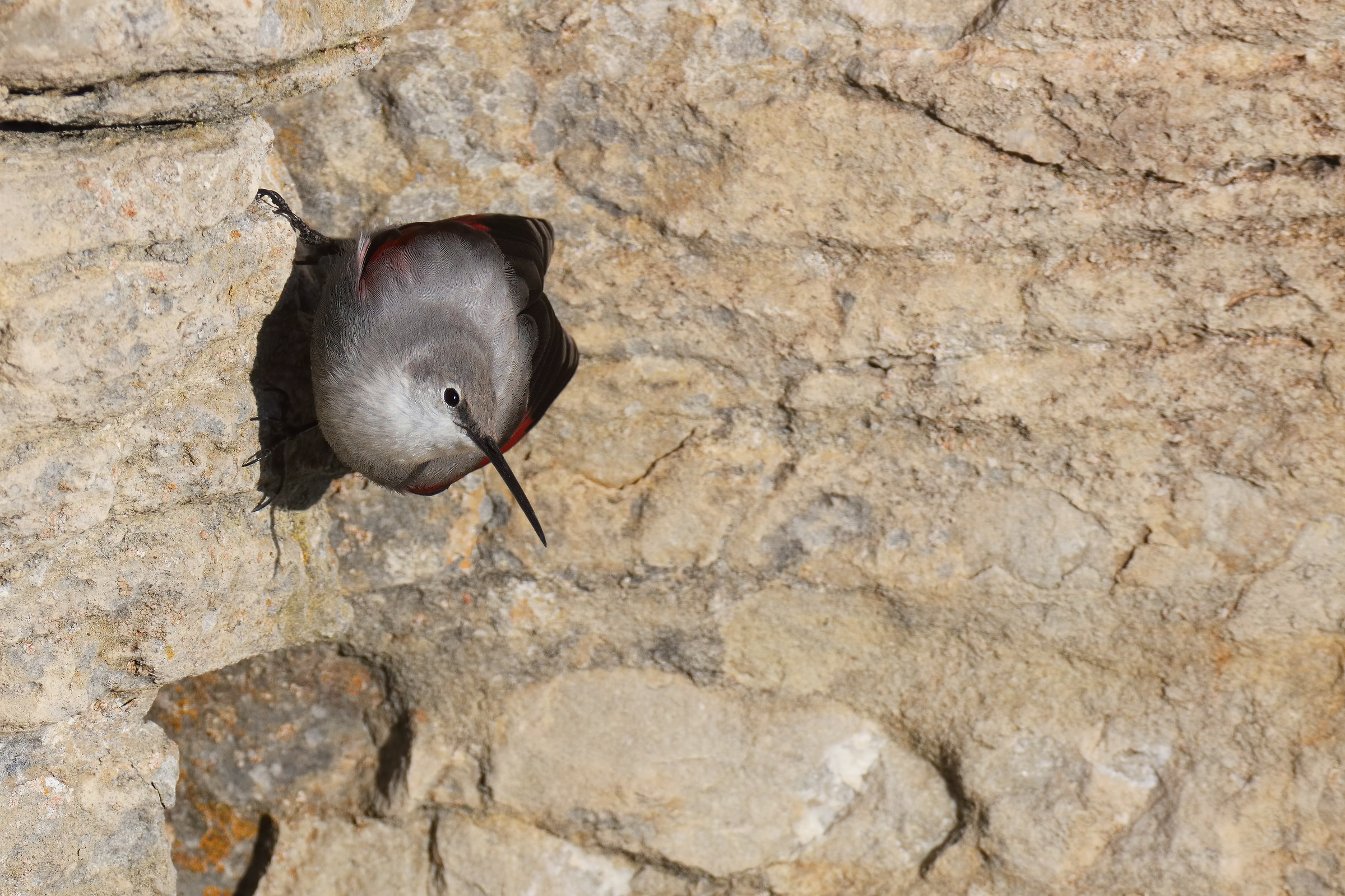 wallcreeper
