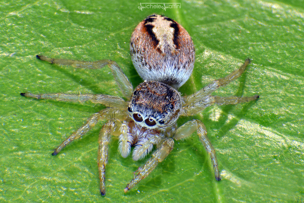 Jumpingspider