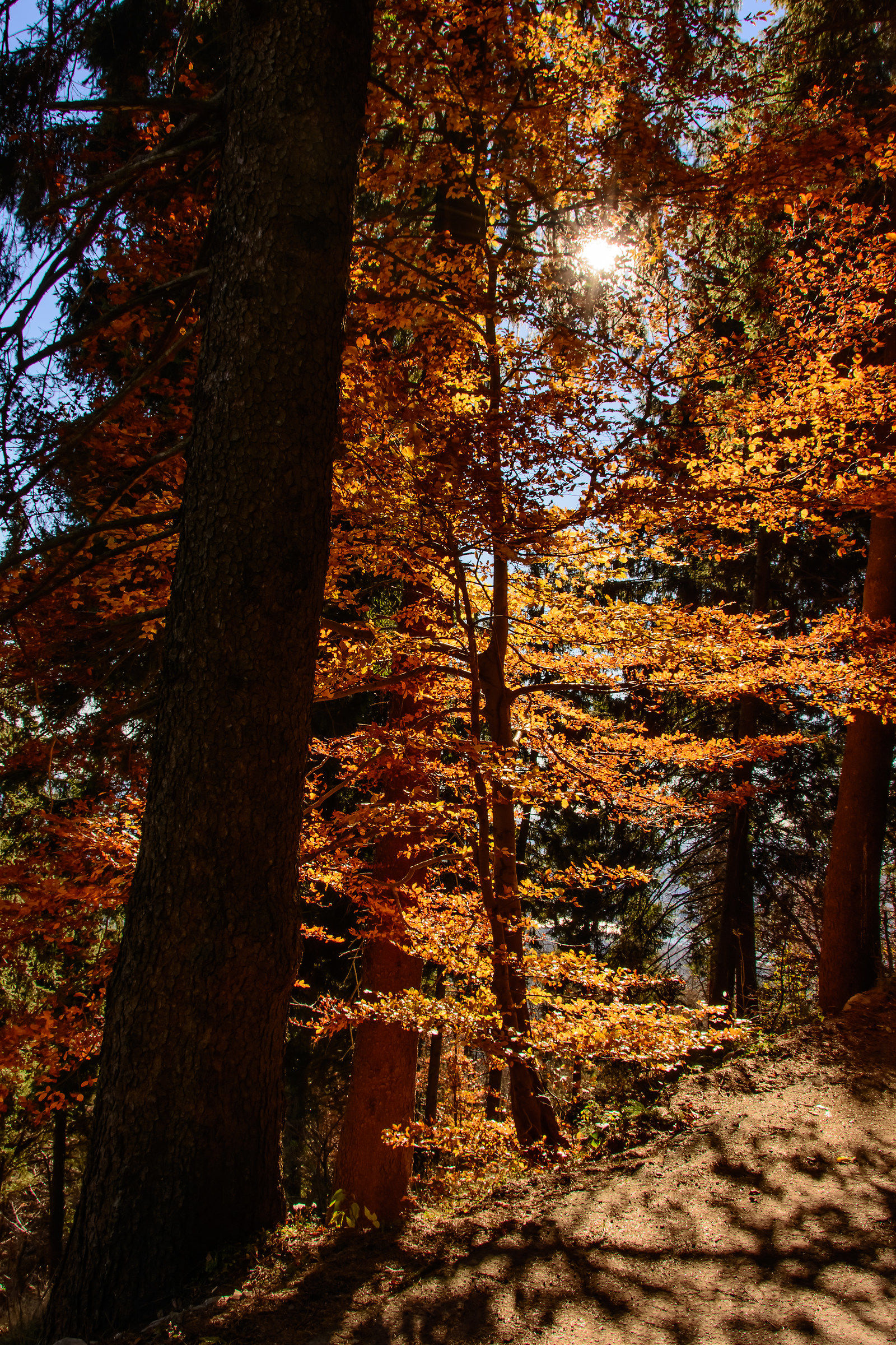 sun through the trees
