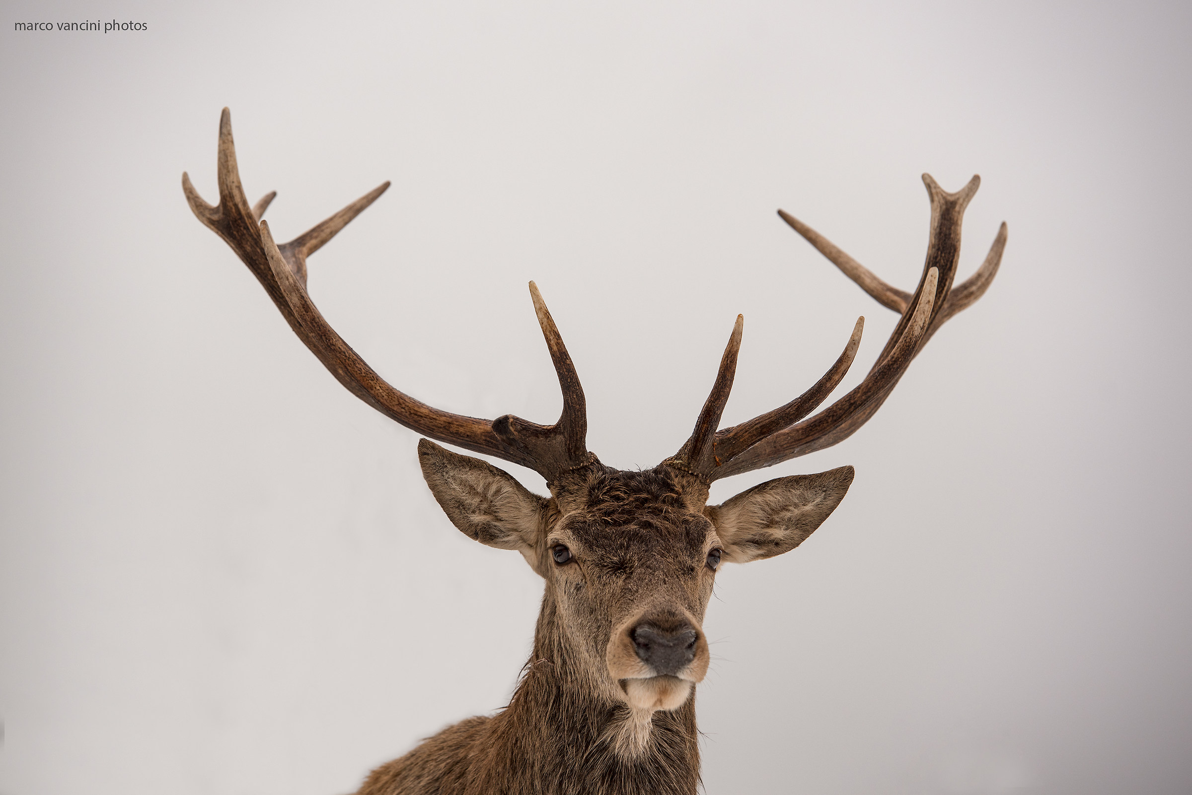 L'eleganza del cervo nobile
