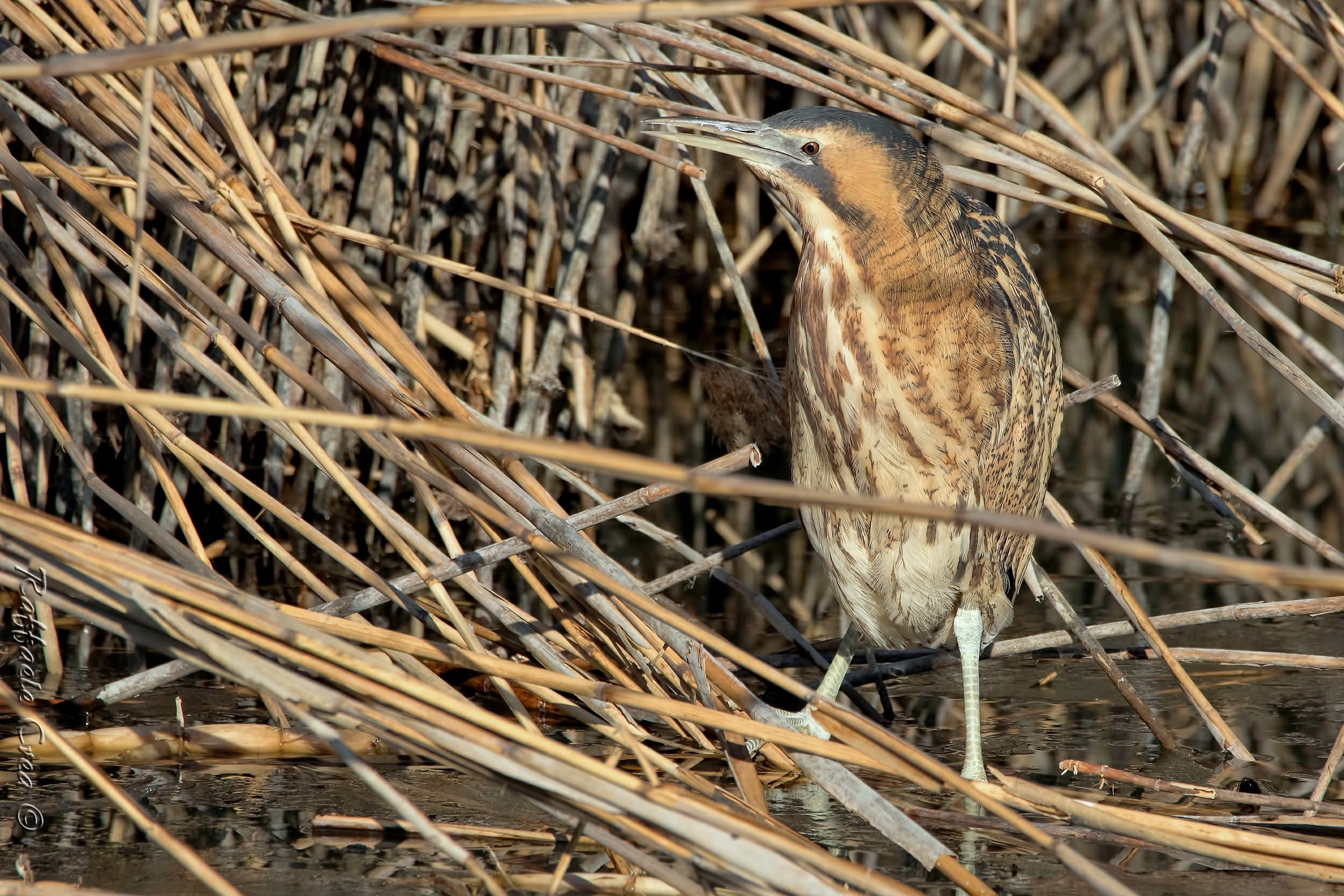 Bittern