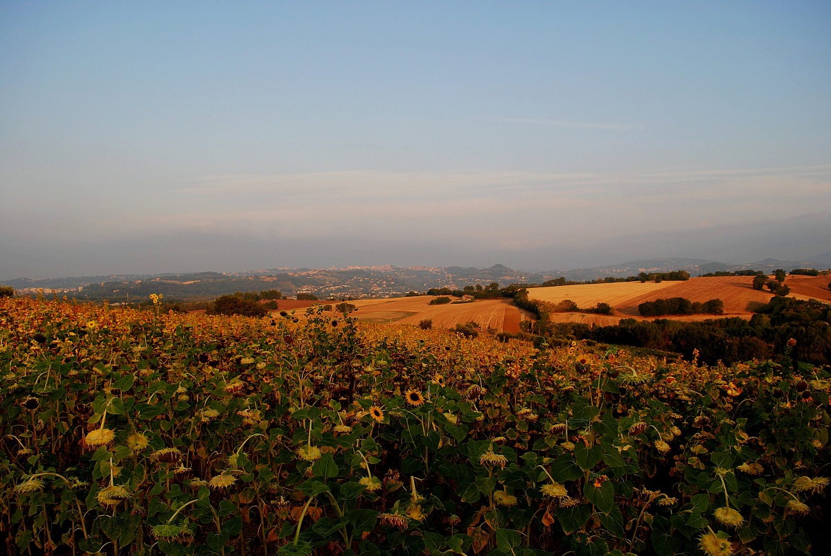 dai  girasoli  si vede perugia