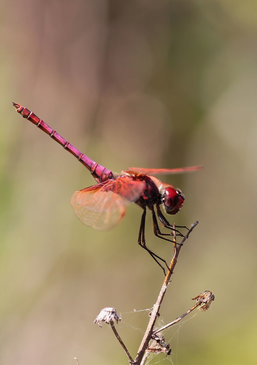 dragonfly 2