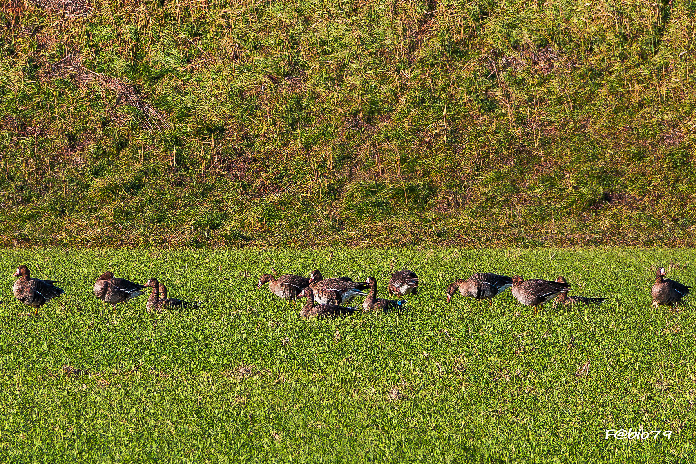 Fronted geese resting