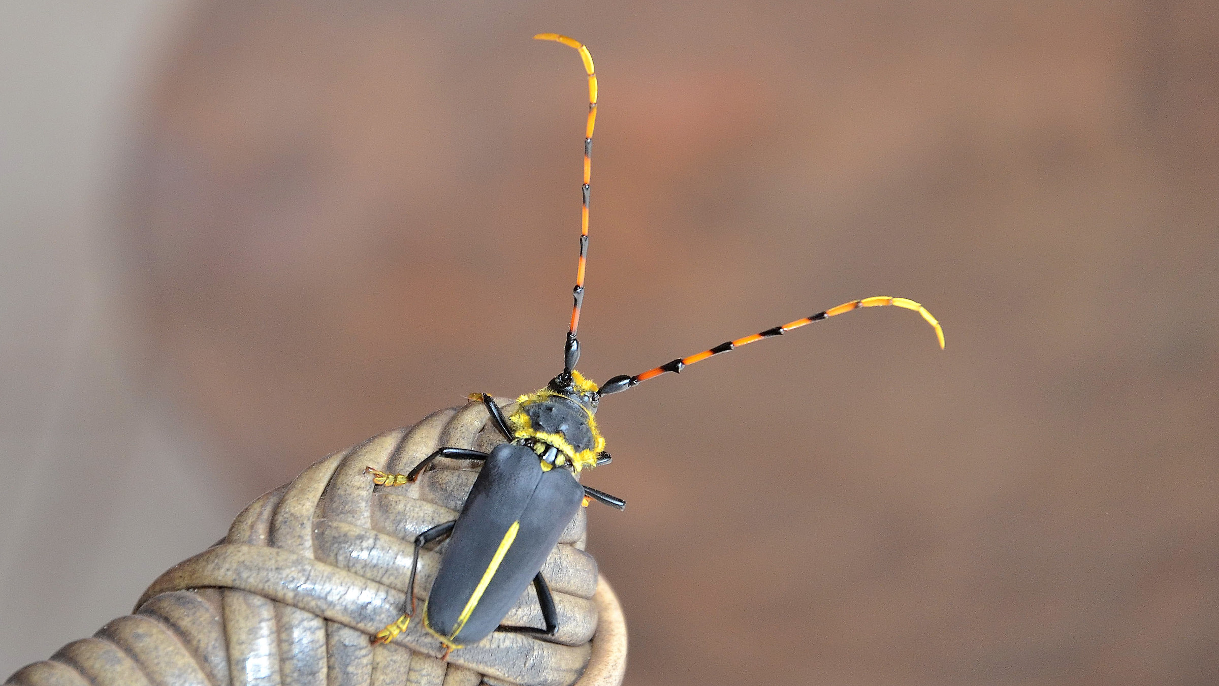 Un Cerambycidae brasiliano