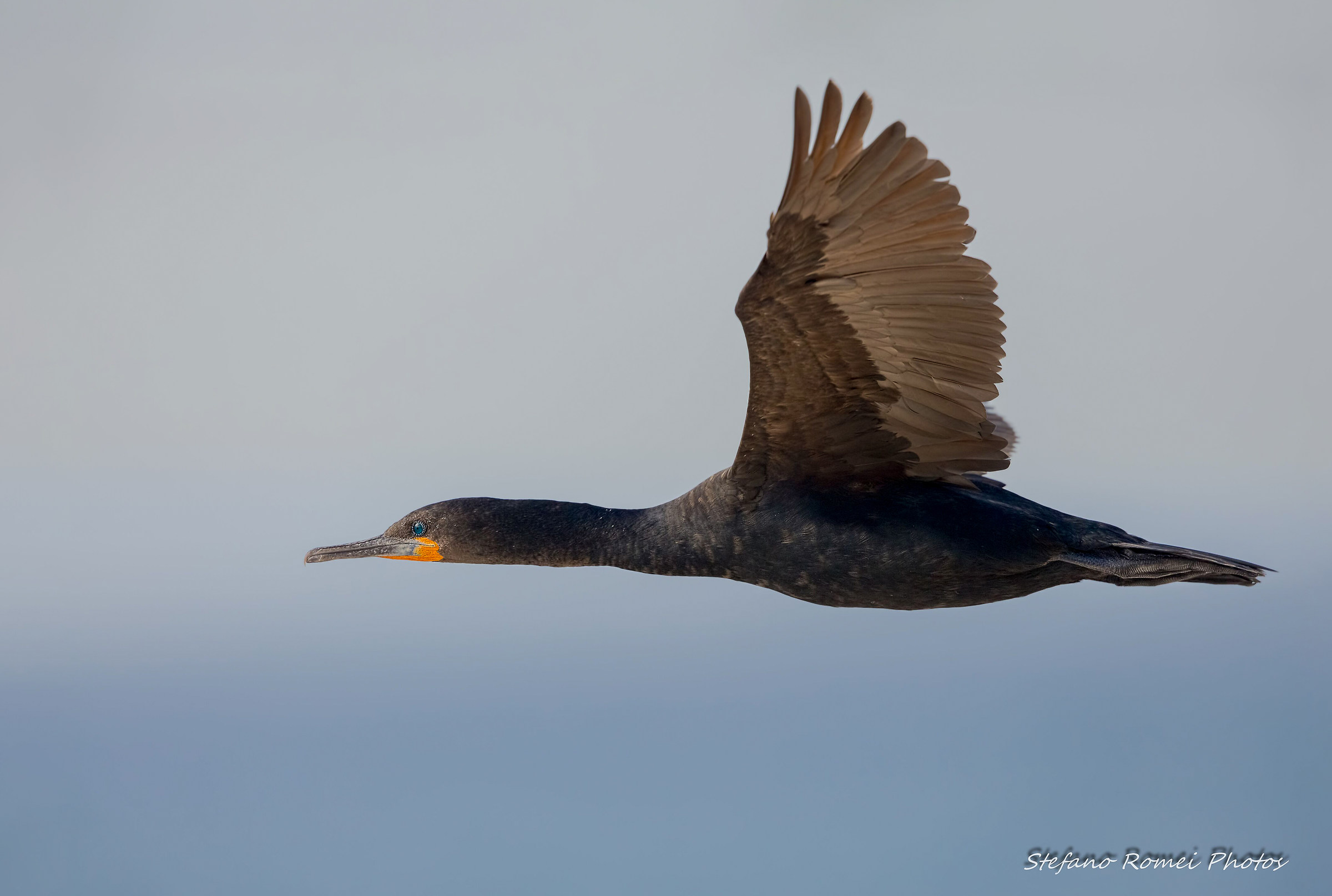 cormorano del capo