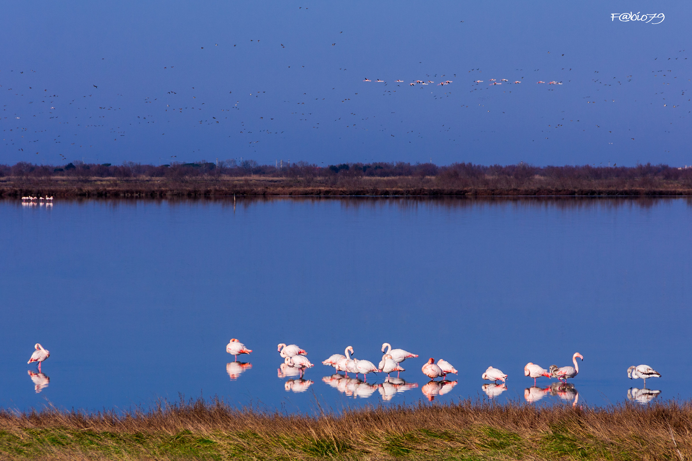 Pink flamingos in flight and parking