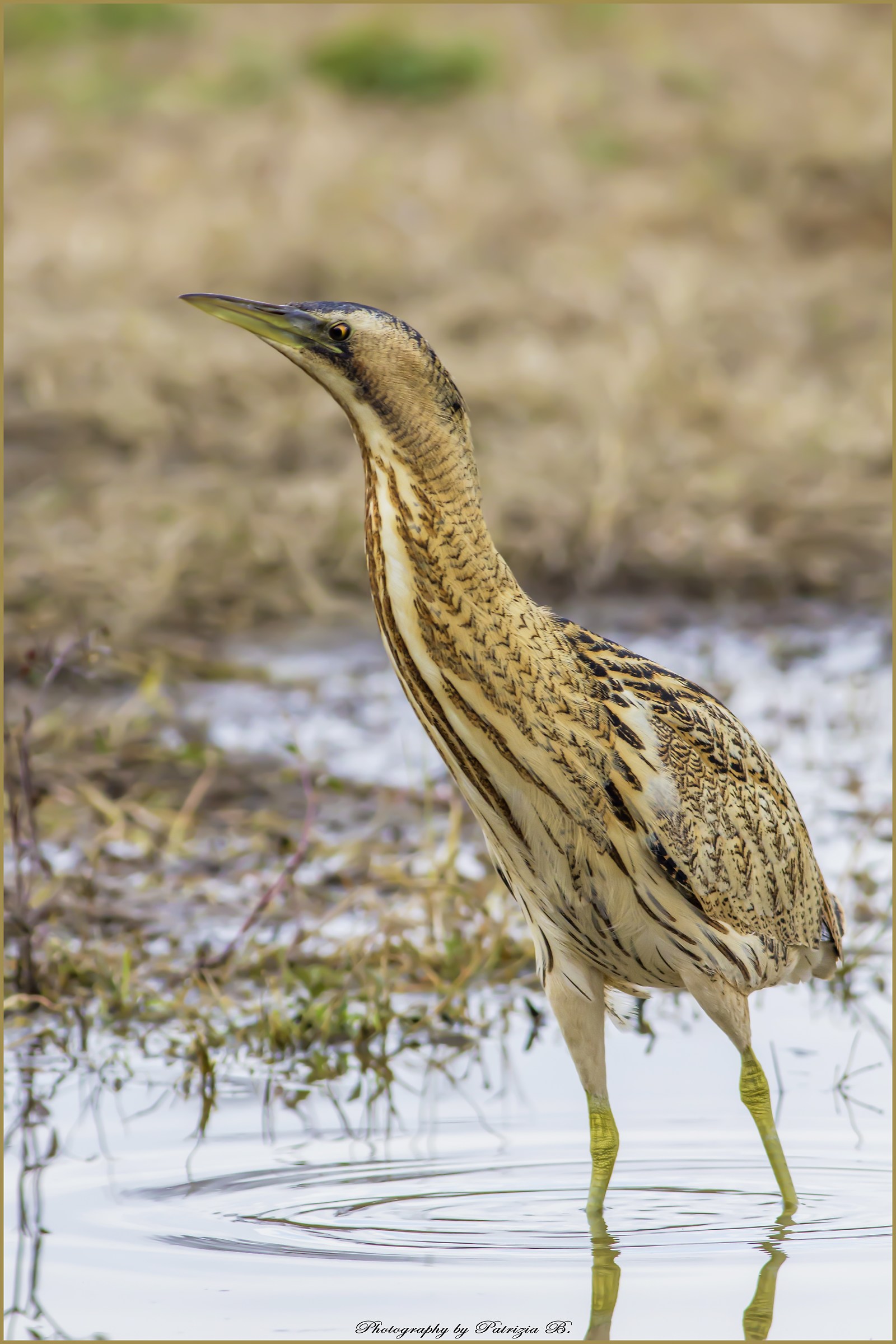 Bittern.