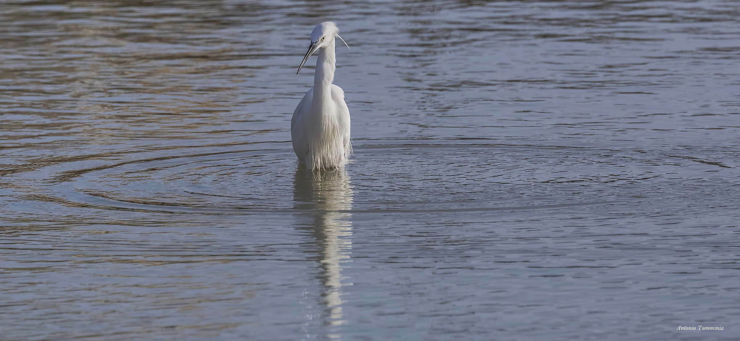 Egret.