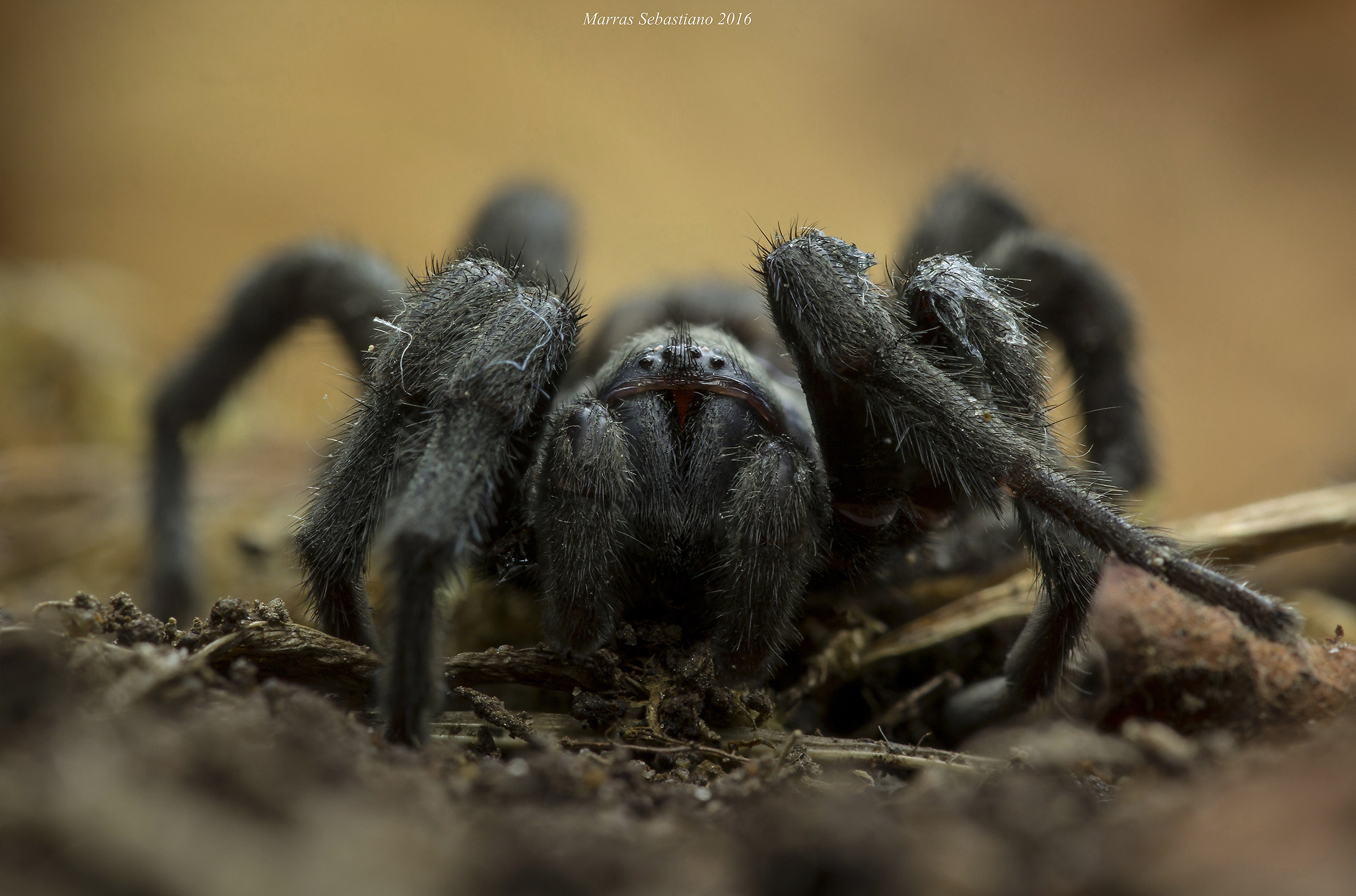 timido tentativo di focus stacking