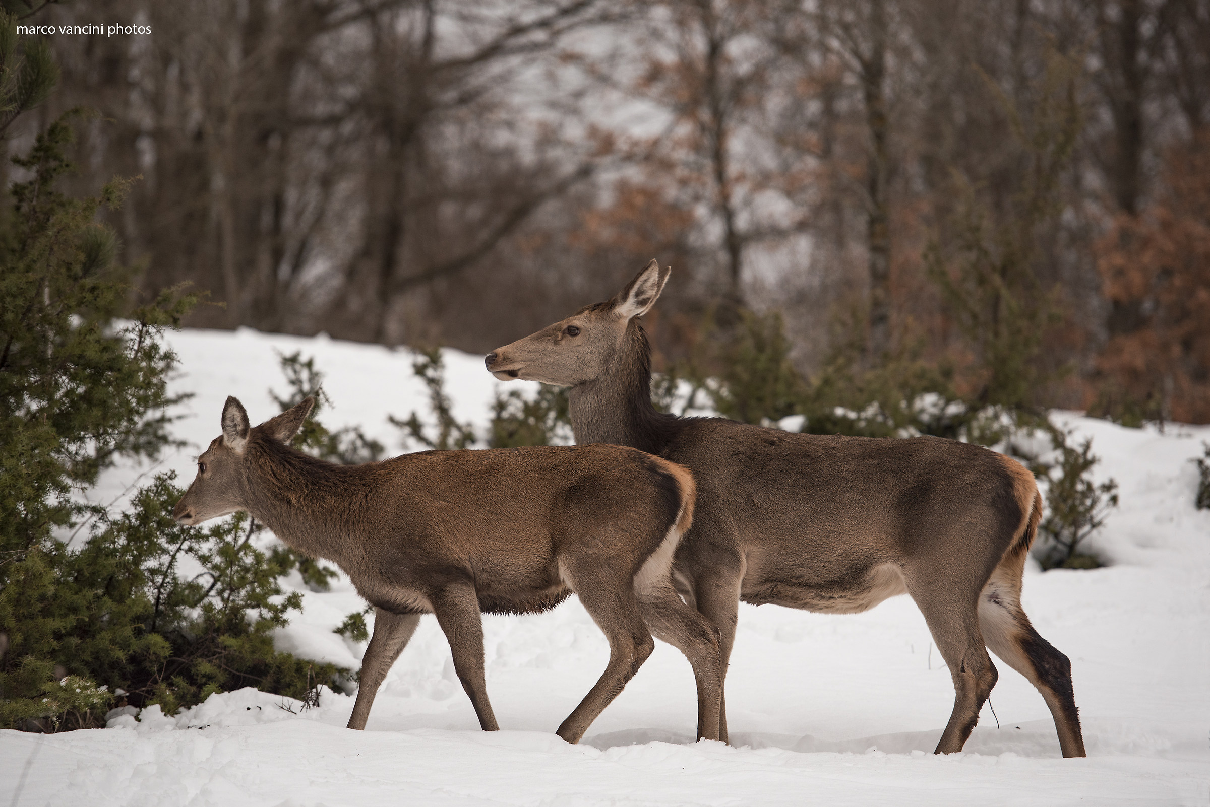 I cervi nei boschi