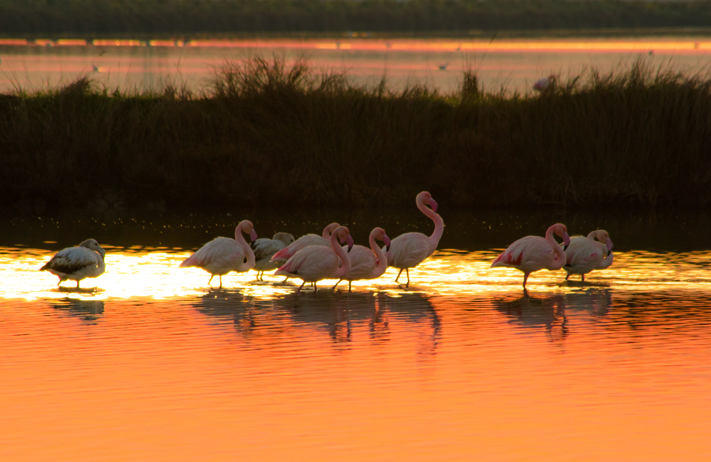 Fenicotteri nelle saline