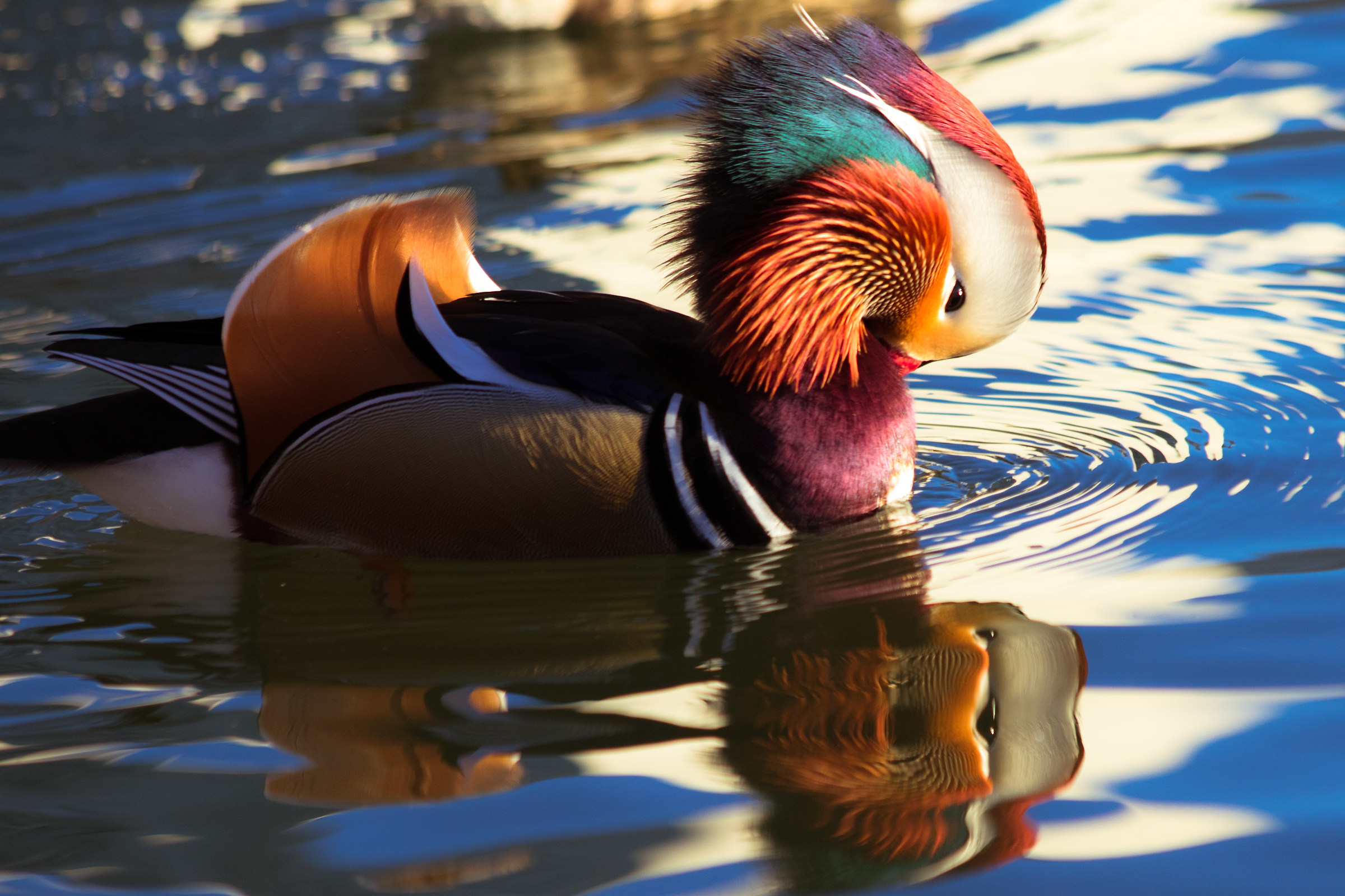 Anatra allo specchio