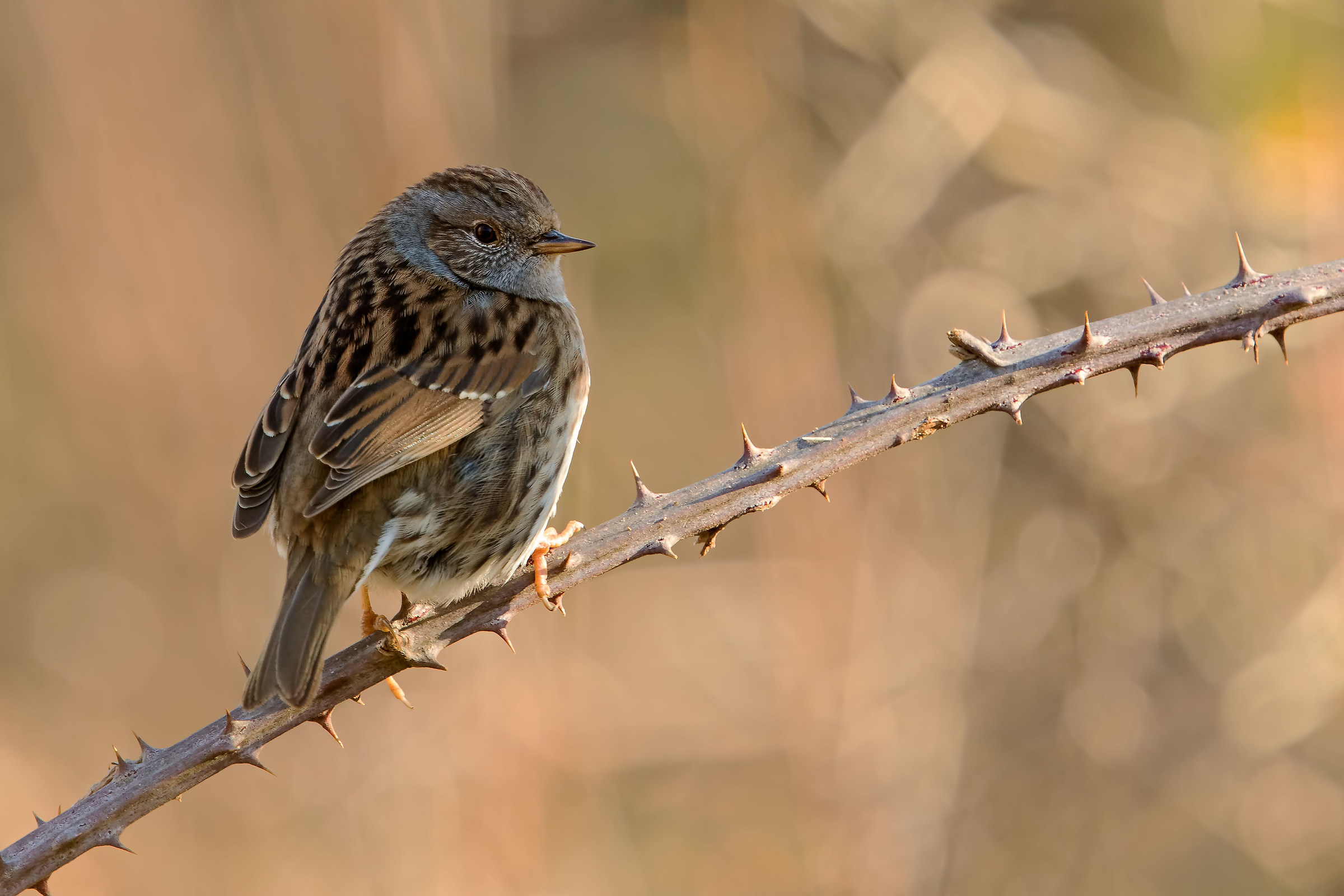 flounder scopiaiola evening