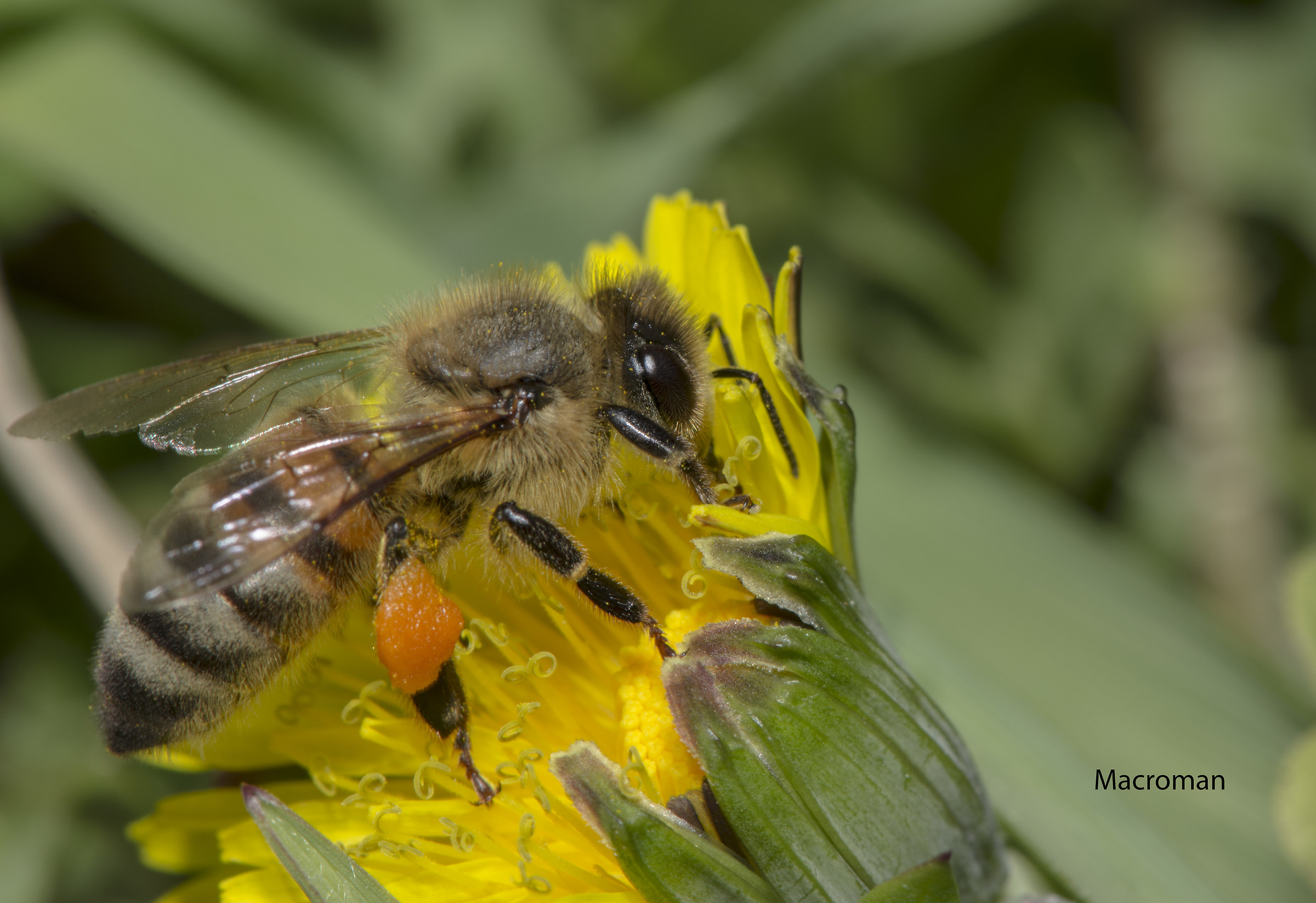 the queen of flowers