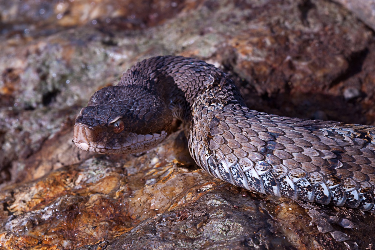 Vipera aspis