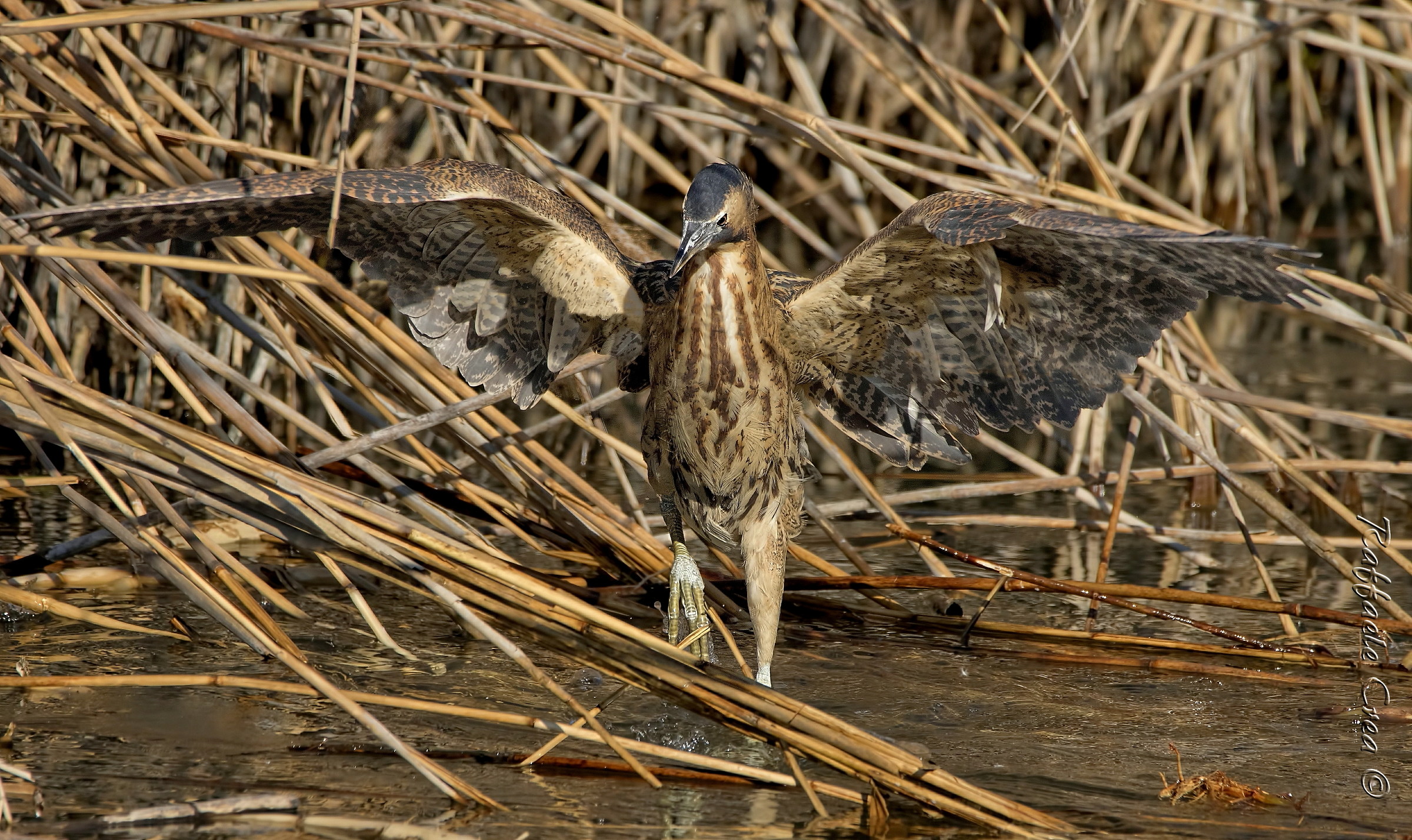 Bittern in Environment