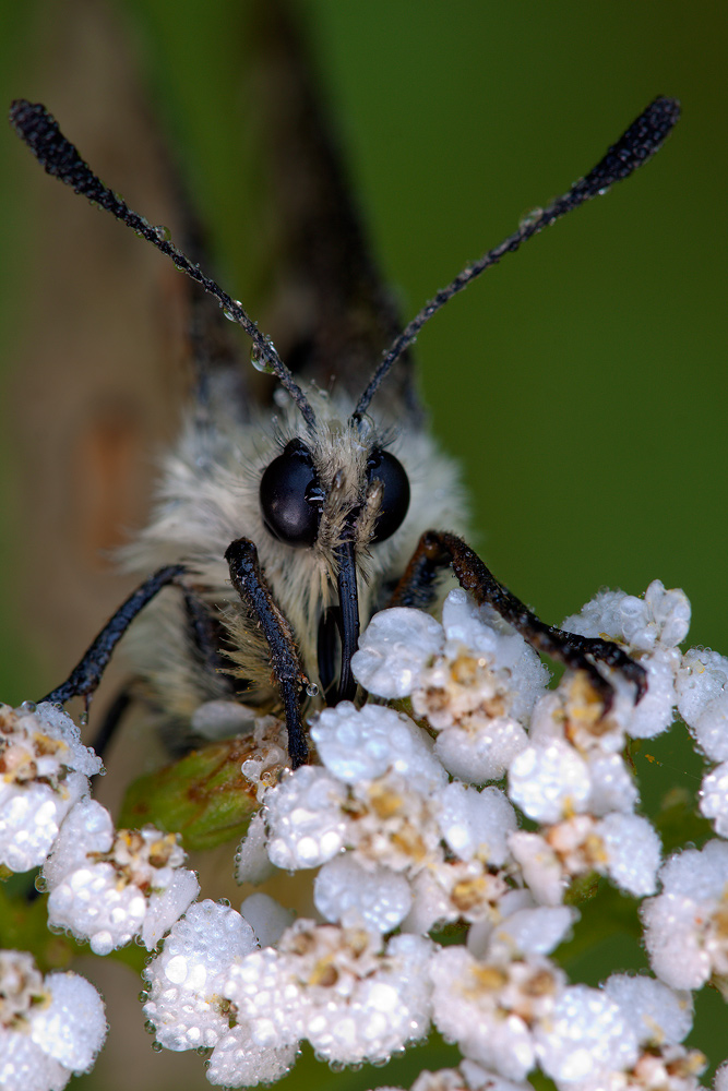 Parnassius apollo (2)
