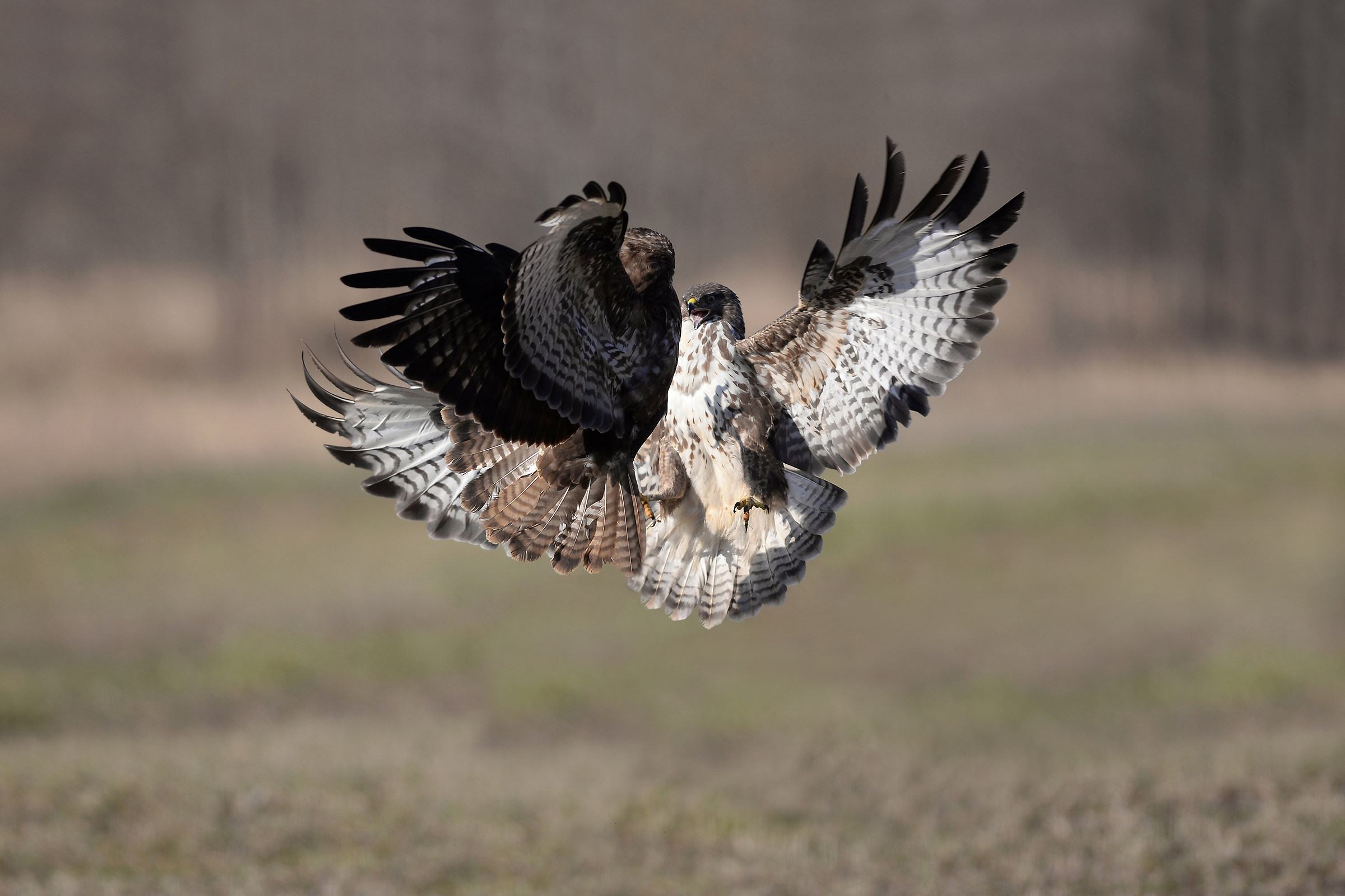 Storie di piume   ( Poiana )