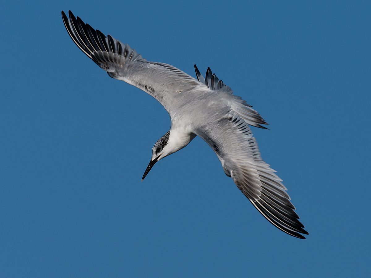 Sandwich tern tern diving