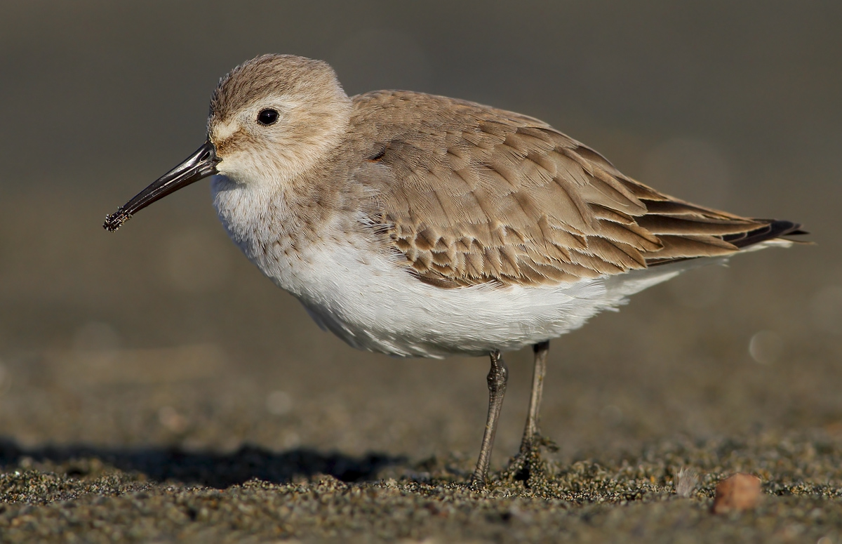 dunlin