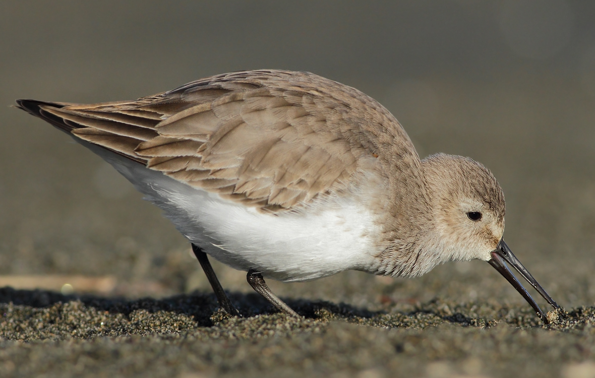 dunlin