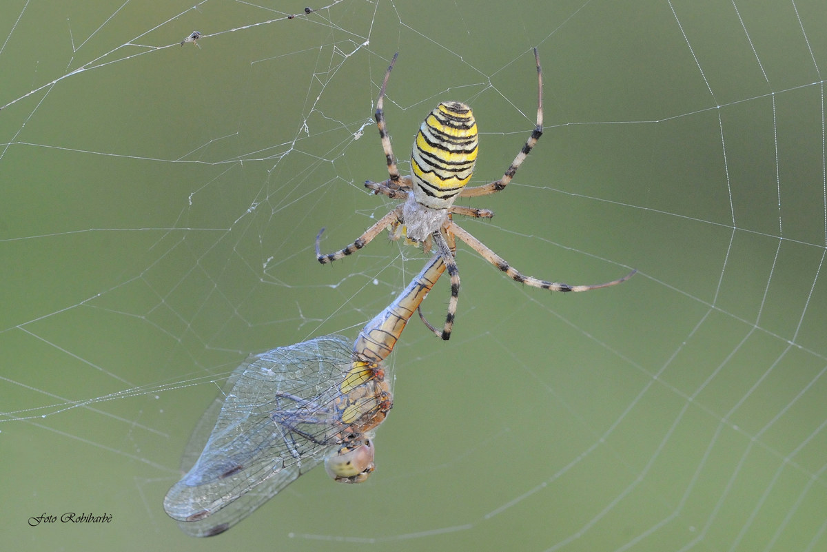 La grande cattura...