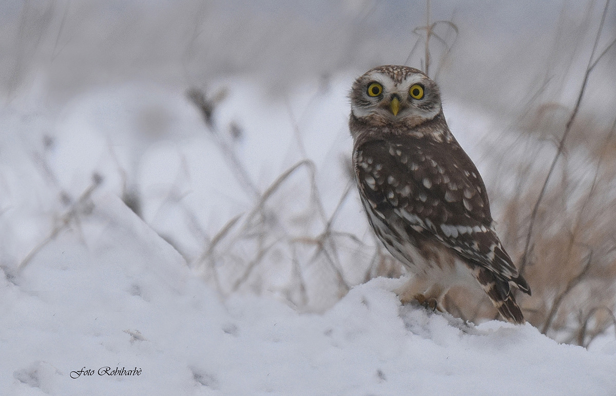 La Civetta sulle nevi...