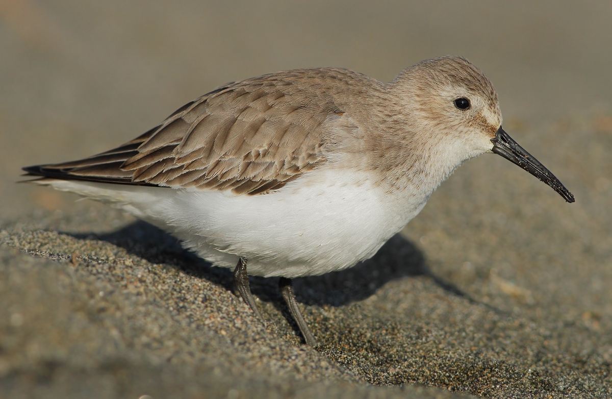 dunlin