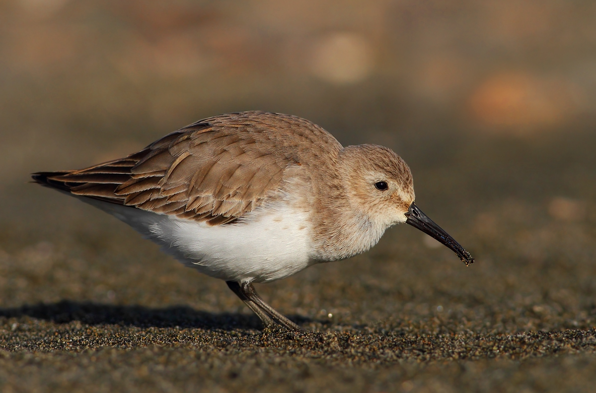 dunlin