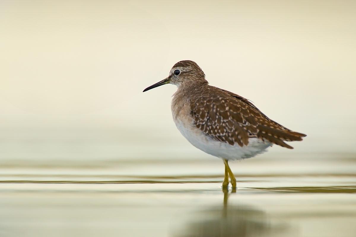 Sandpiper boschereccio