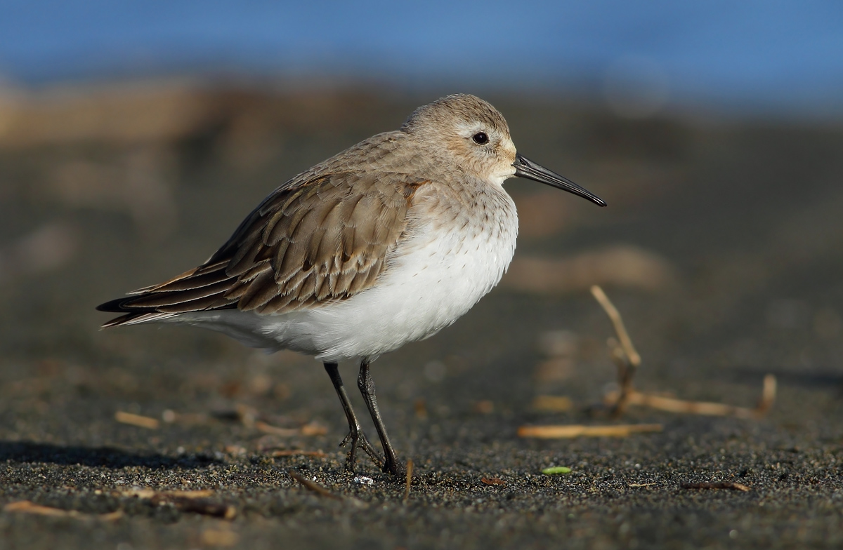 dunlin