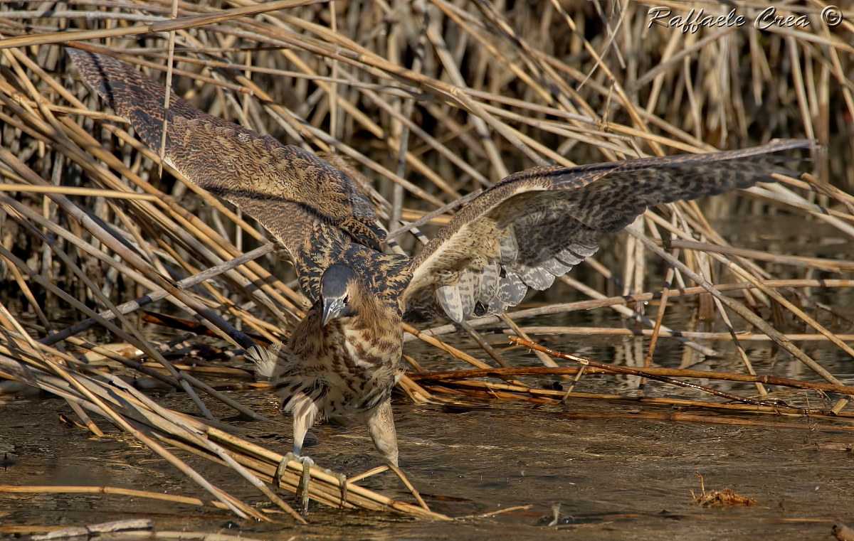 Bittern in Environment