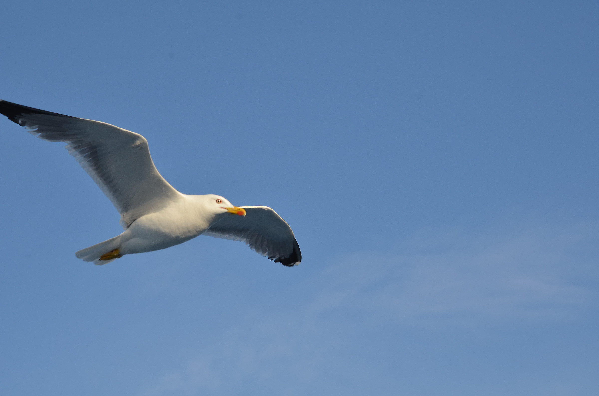 Il gabbiano Mediterraneo Larus michaellis