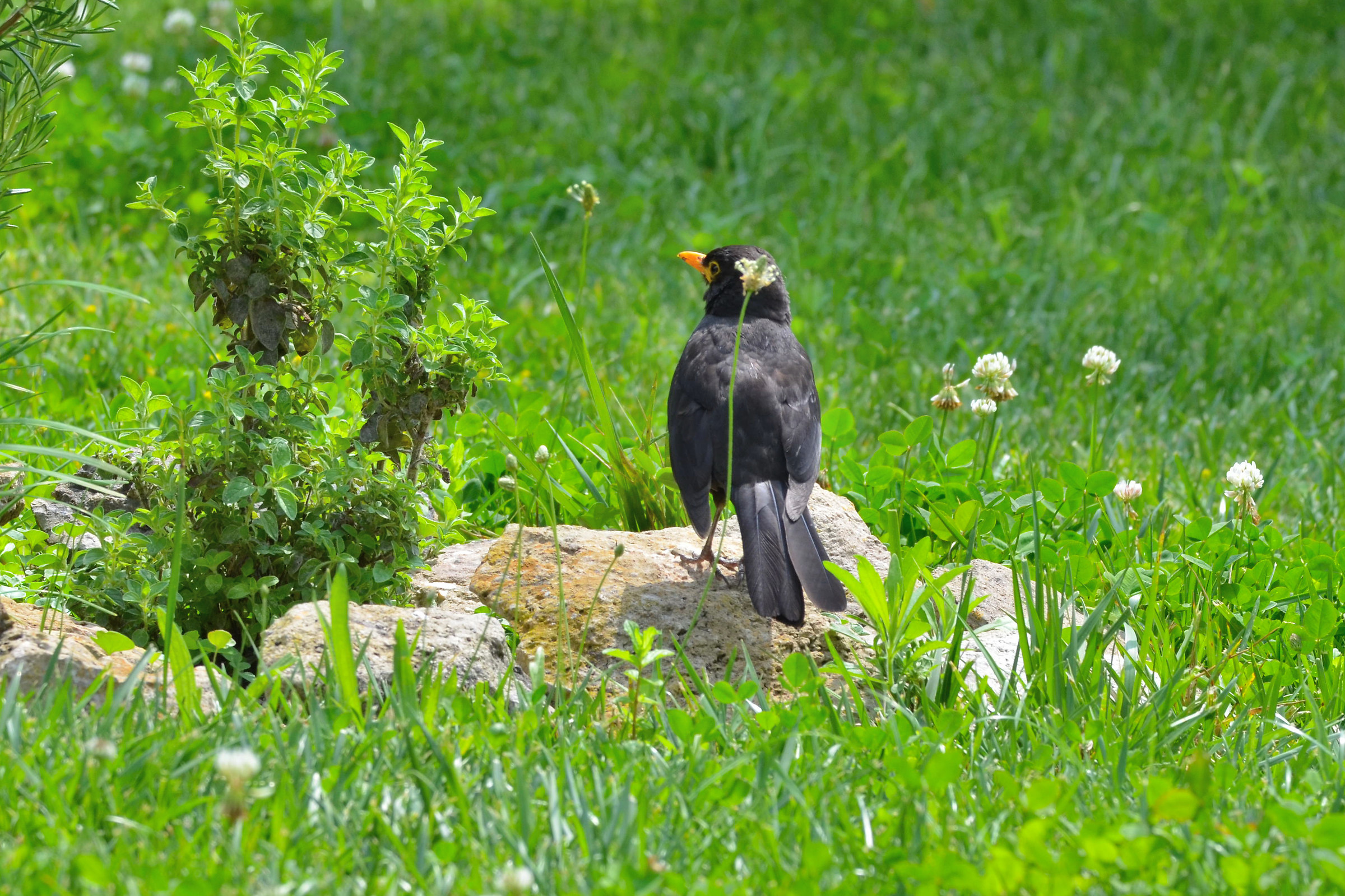 Il merlo Turdus merula