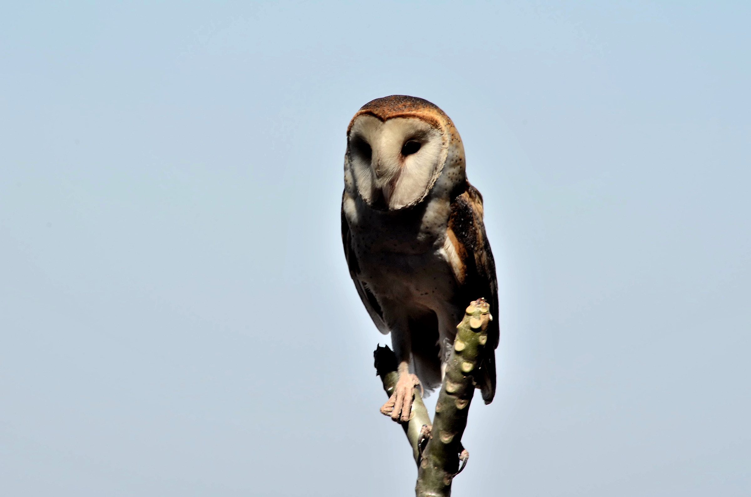 Barbagianni (Tyto alba)