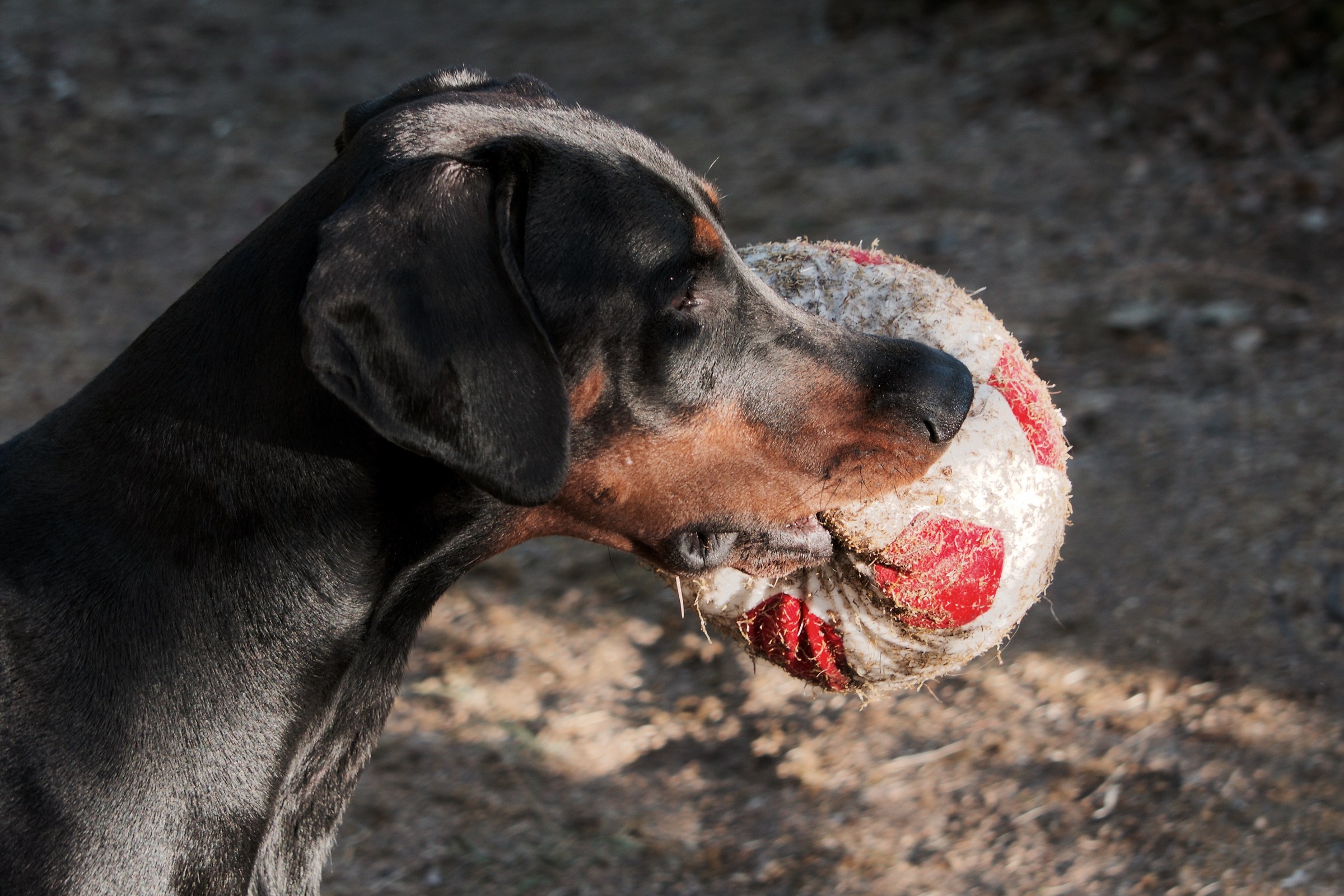 Giocando con la palla