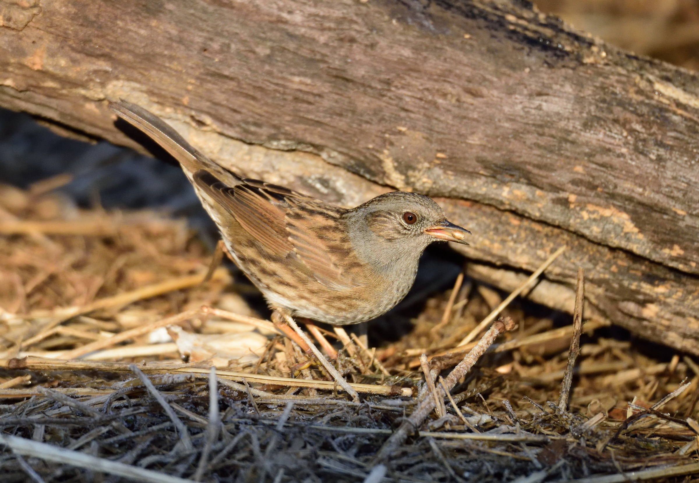 dunnock
