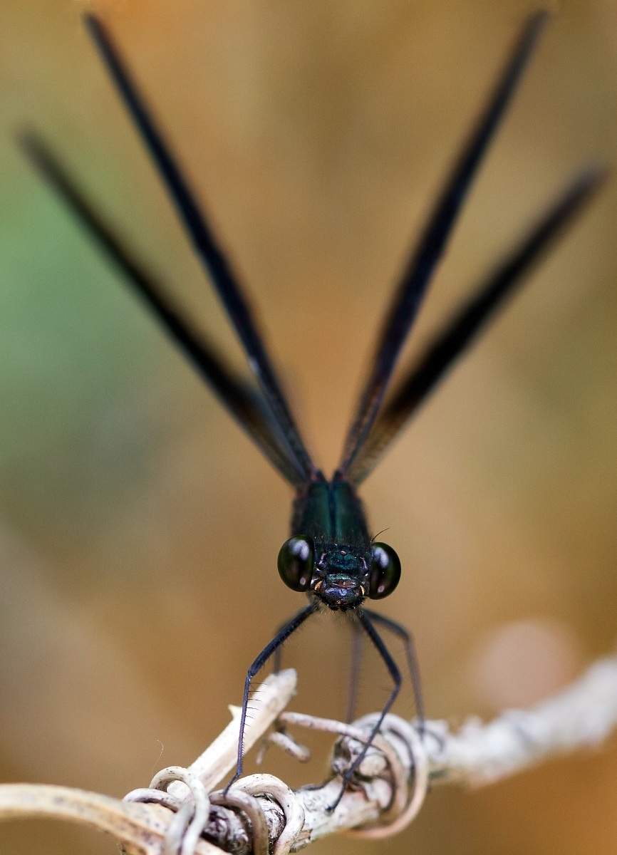 Black dragonfly
