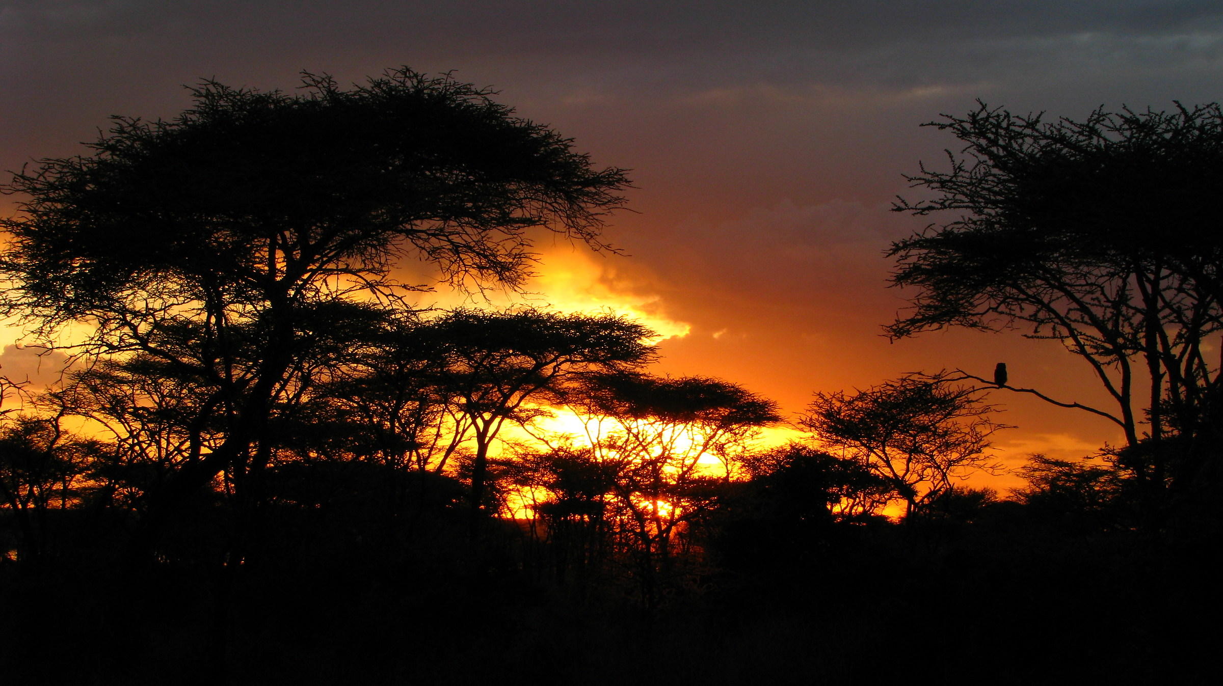 sunset in the Serengeti