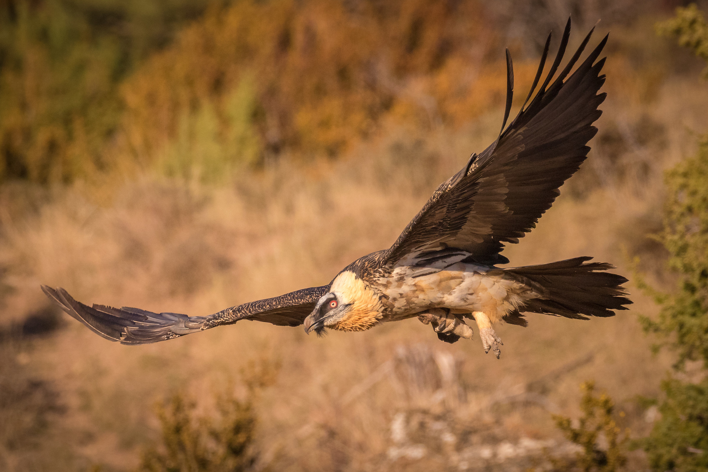 Finalmente il Gipeto!