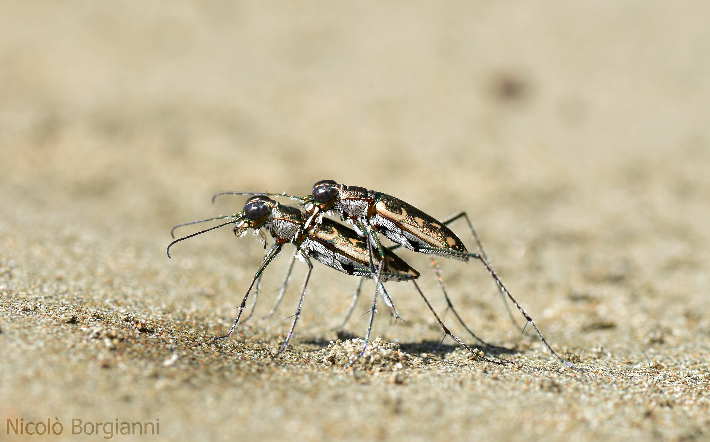 Love between cicindele